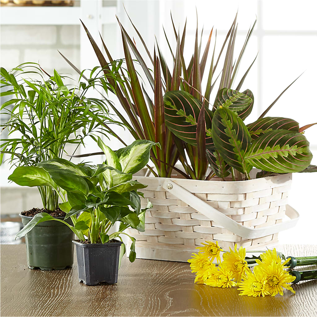Florist Designed Blooming and Green Plants in a Basket – HEARTS & FLOWERS FLORIST, Pine Bush NY