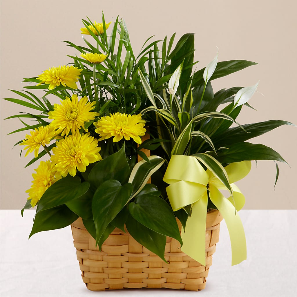 Loving Light Dishgarden – HEARTS & FLOWERS FLORIST, Pine Bush NY