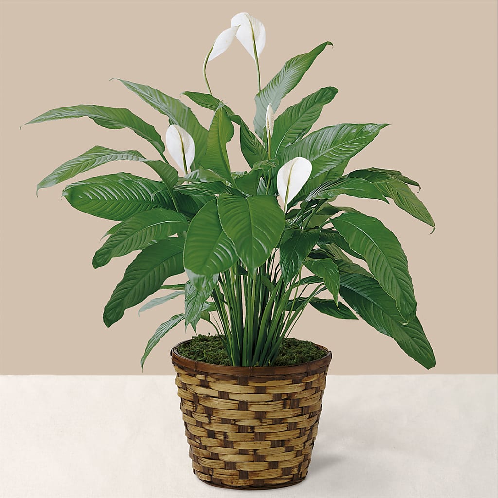 Tranquil Moments Peace Lily Plant – HEARTS & FLOWERS FLORIST, Pine Bush NY