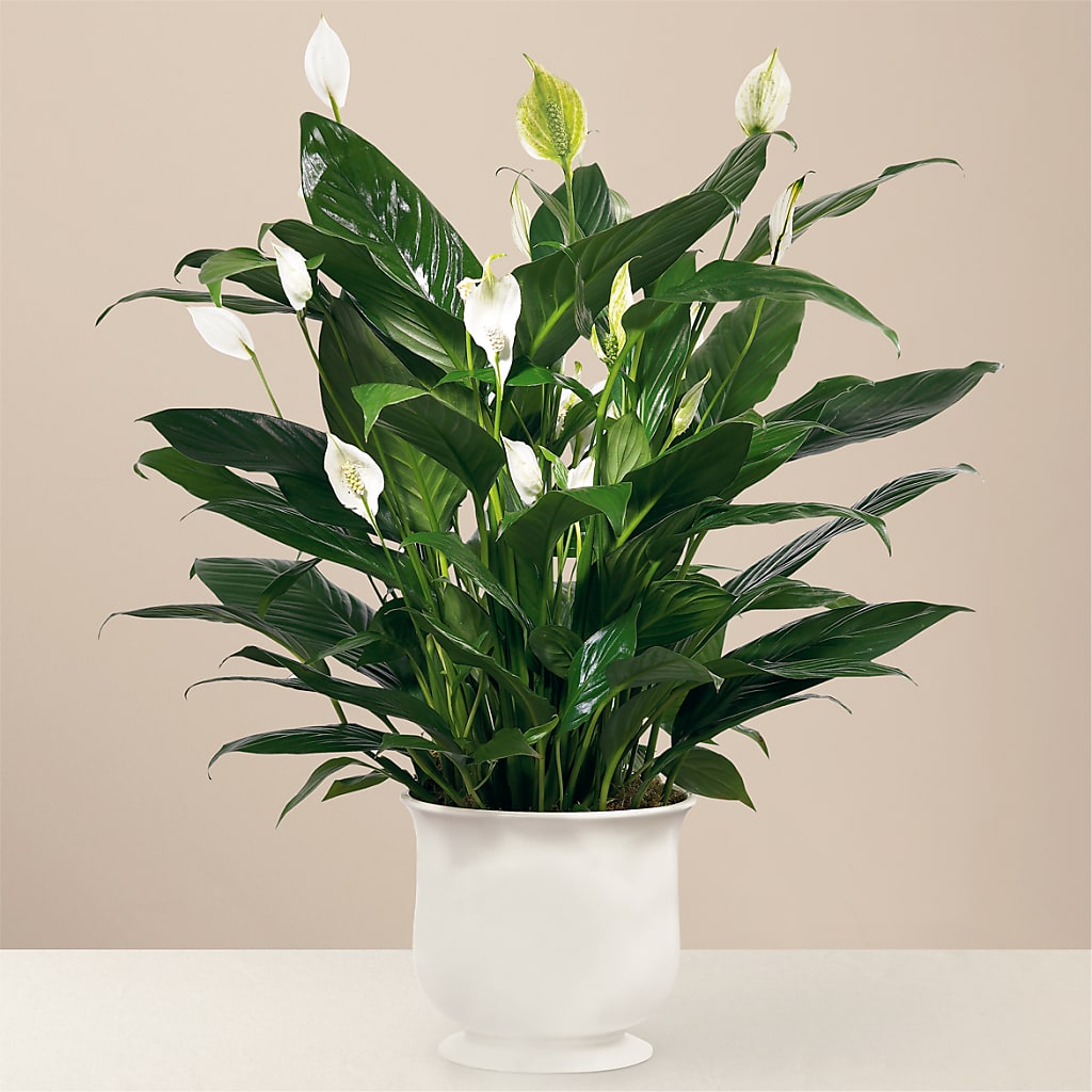 Comfort Planter – HEARTS & FLOWERS FLORIST, Pine Bush NY