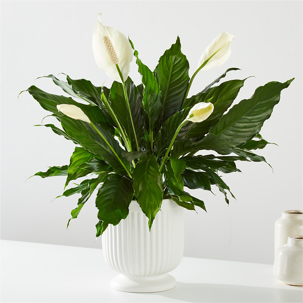 Comfort Planter – HEARTS & FLOWERS FLORIST, Pine Bush NY