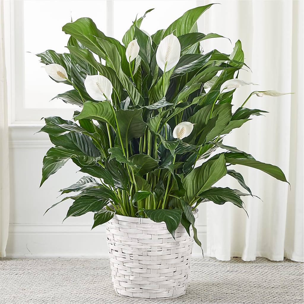 A New Leaf Peace Lily – HEARTS & FLOWERS FLORIST, Pine Bush NY