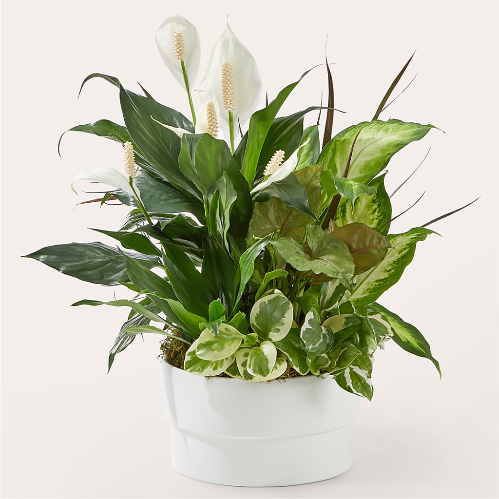 Radiating Positivity Dishgarden – HEARTS & FLOWERS FLORIST, Pine Bush NY