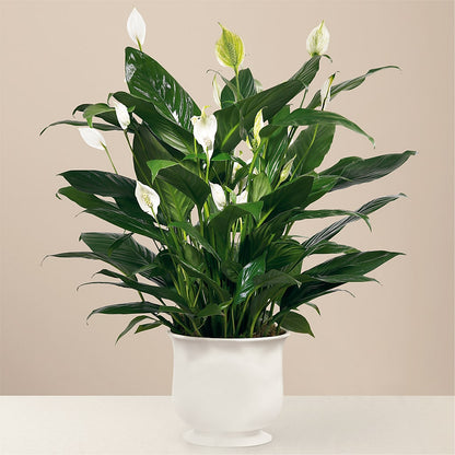 Comfort Planter – HEARTS & FLOWERS FLORIST, Pine Bush NY