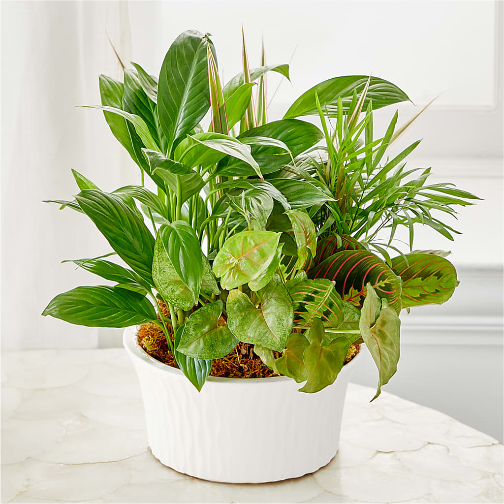 Balance & Harmony Dishgarden – HEARTS & FLOWERS FLORIST, Pine Bush NY